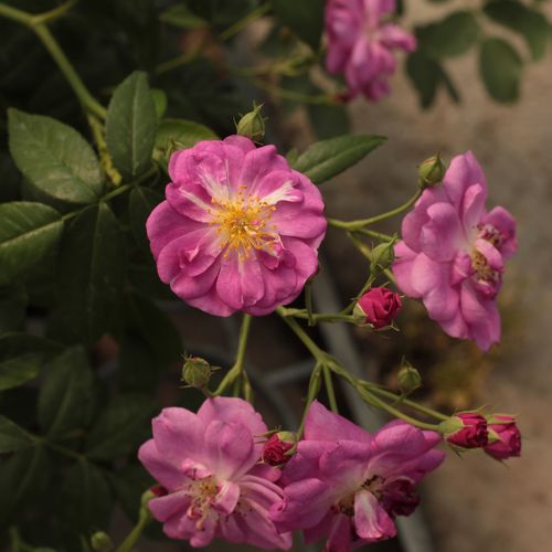 Gärtnerei - Rosa Purple Skyliner™ - violett - kletterrosen - diskret duftend - Frank R. Cowlishaw - -